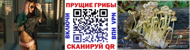 Псилоцибиновые грибы прущие грибы  Вязьма 